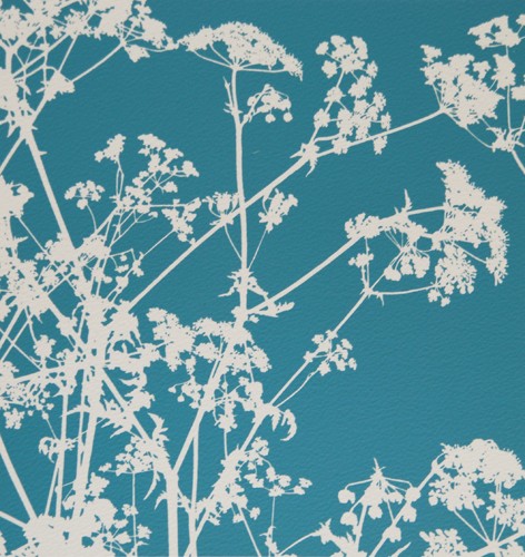 cow parsley by Gilly Mccadden